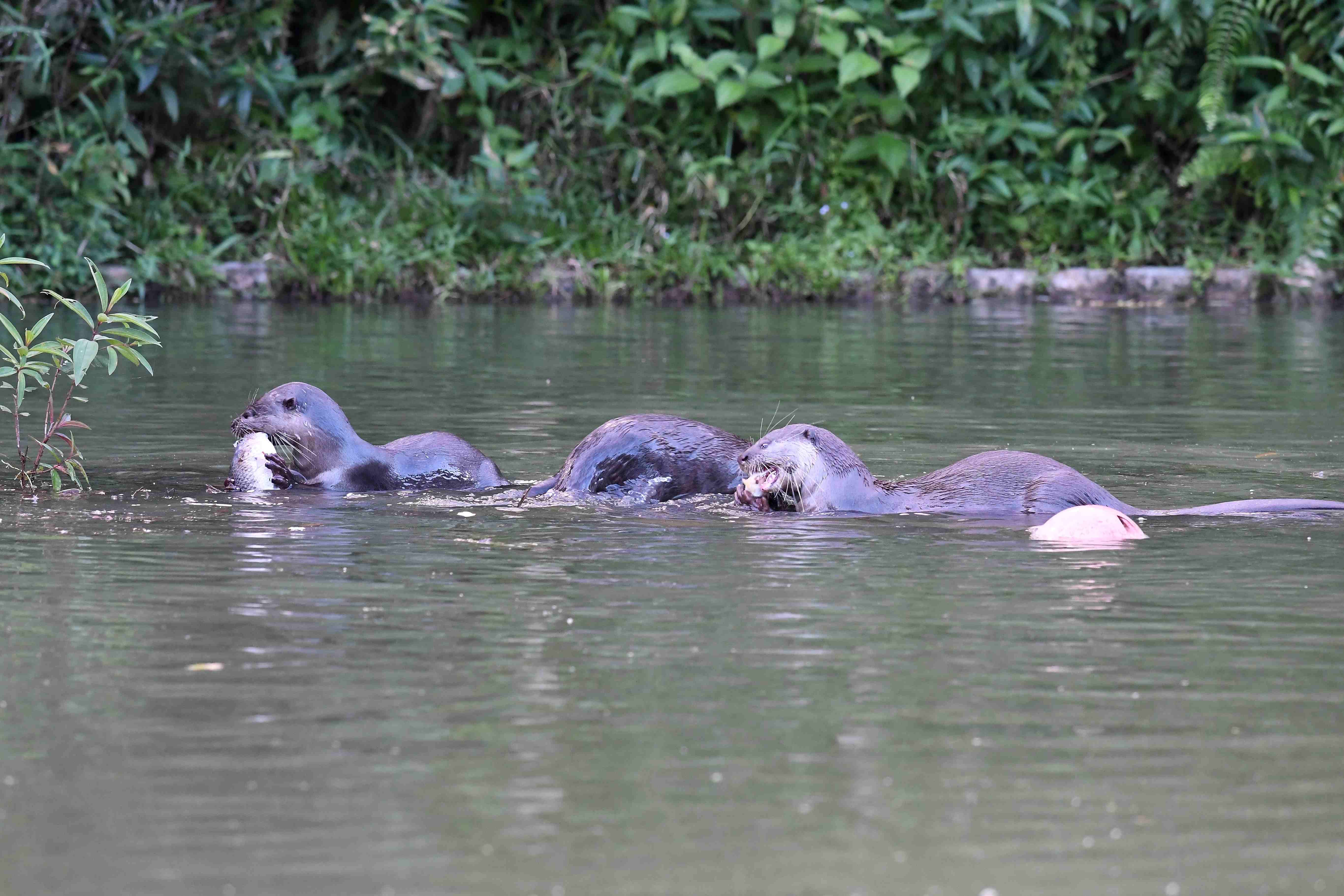 Otters in the pond gnawing on fish.